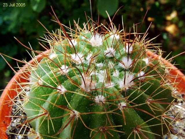 Notocactus _ottonis _v. vencluianus_ 02